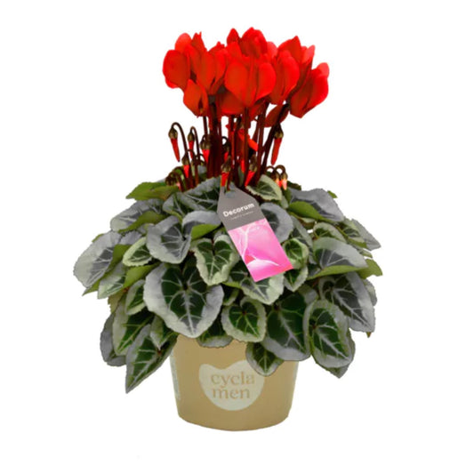 Cyclamen | Red Variegata | 
