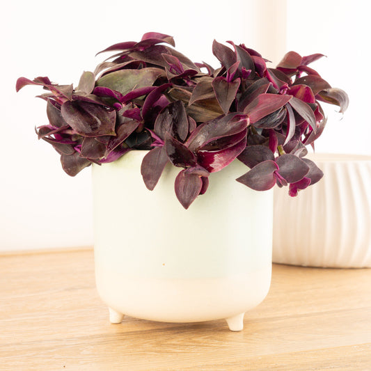 Wandering Dude | Red | Potted Houseplants