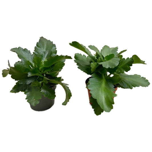 Rescue Me! Kalanchoe Plants | Last Chance!