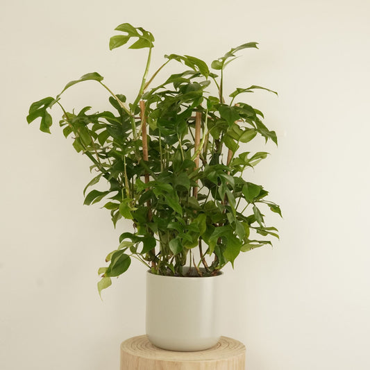 Mini-Monstera | Baby Swiss Cheese | Small Plants & Tot Pots