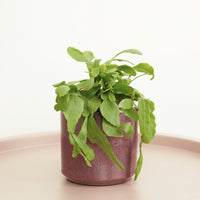 A stunning Rhipsalis Crispata 'Forest Cactus' in a decorative pot. Perfect for beginners, this variety is sure to inspire year-round and is best known for its stunning green rippled-edge leaves! Available at www.houseplant.co.uk