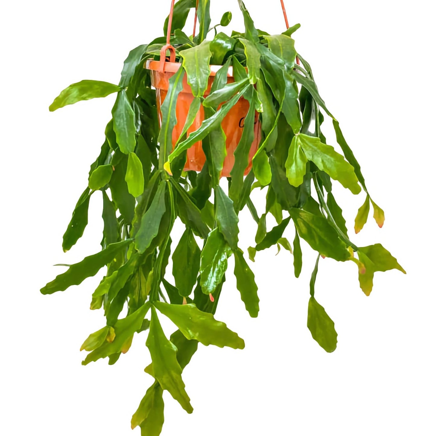 Forest Cactus