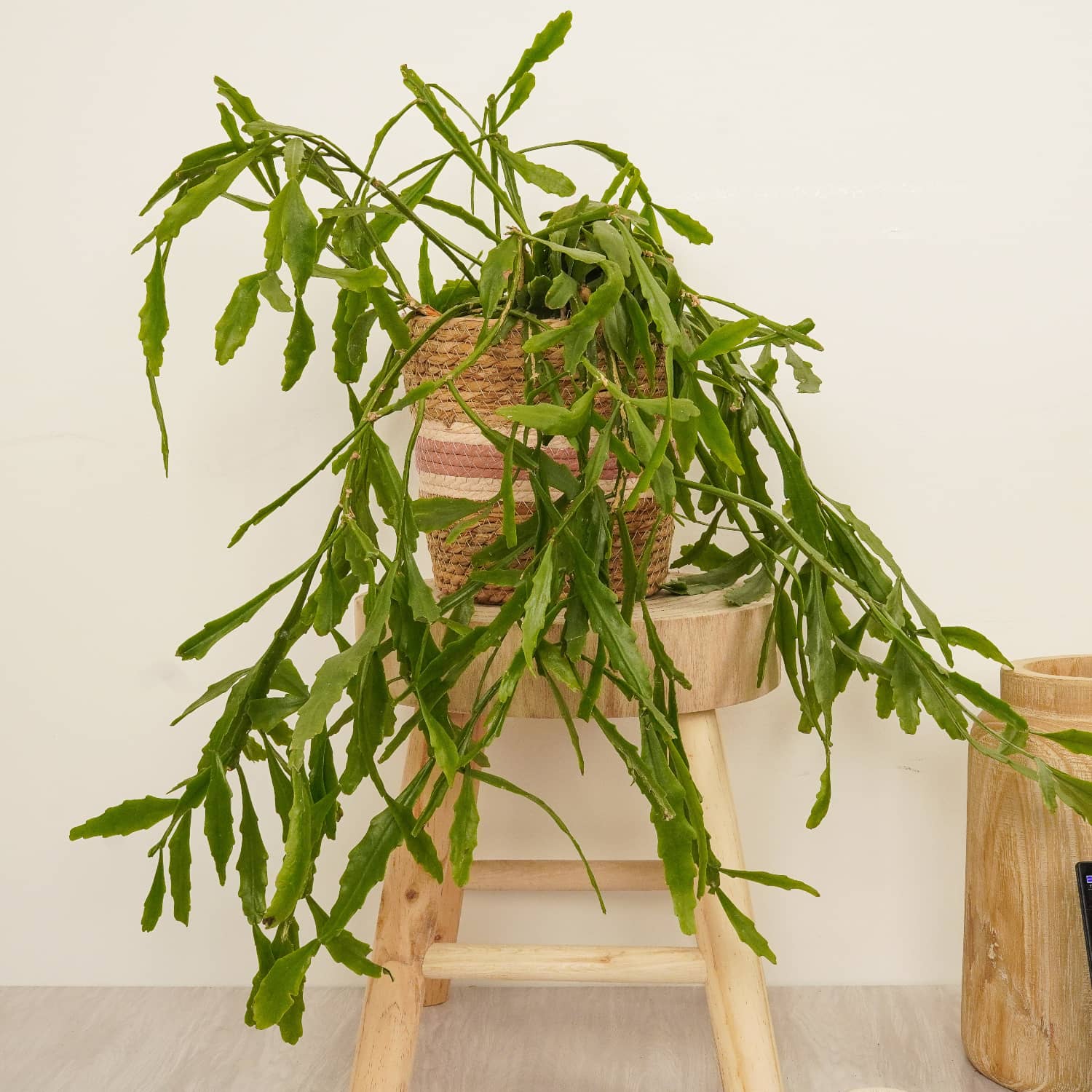 Rhipsalis Platyclada