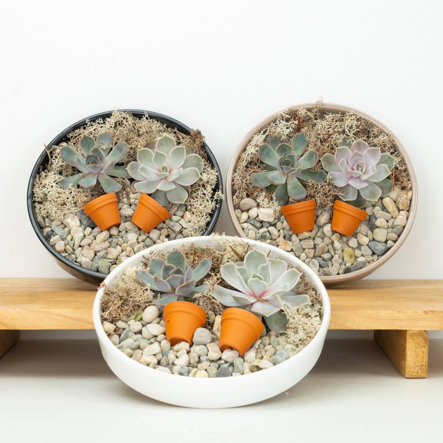 Echeveria Unrooted Plate