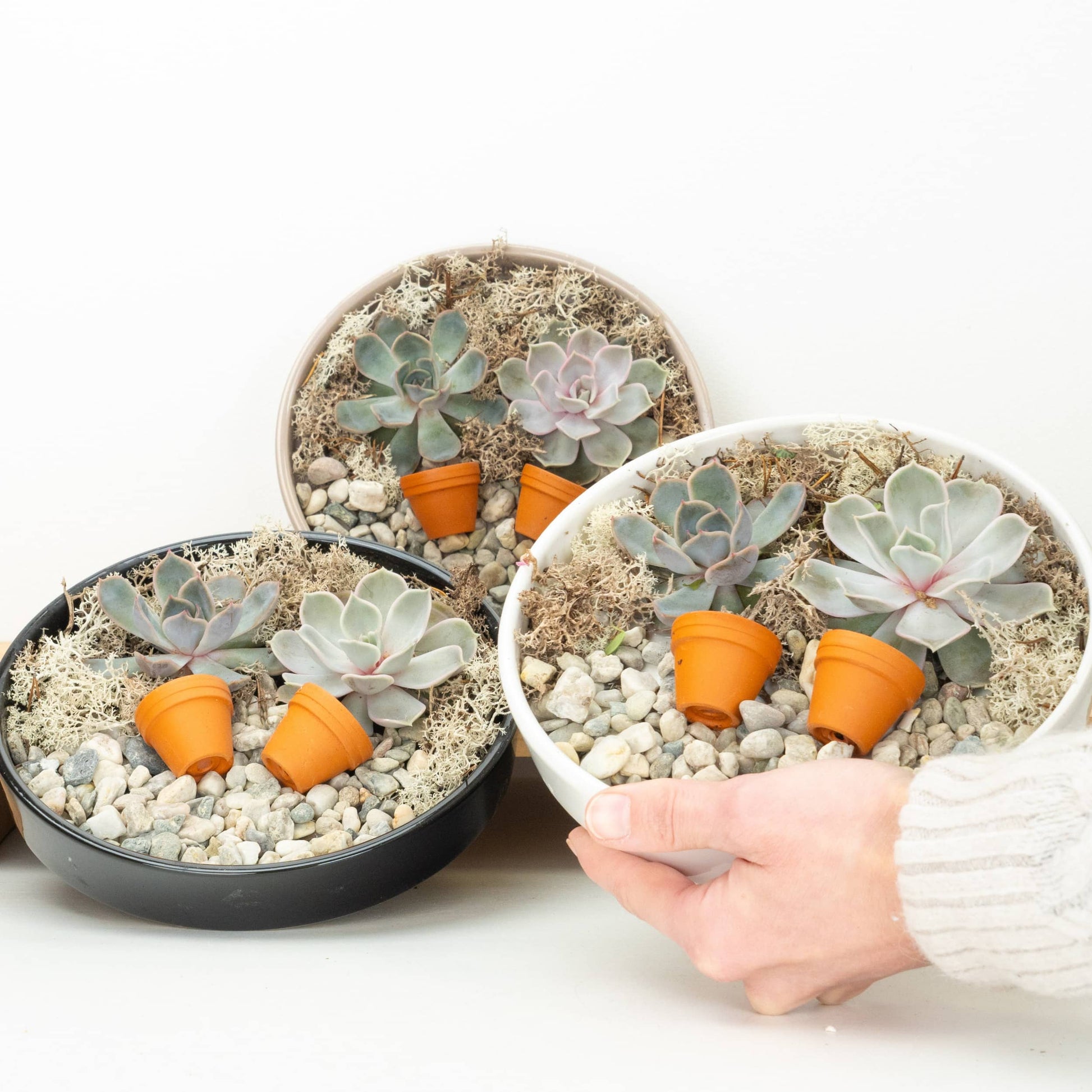 Echeveria Unrooted Plate