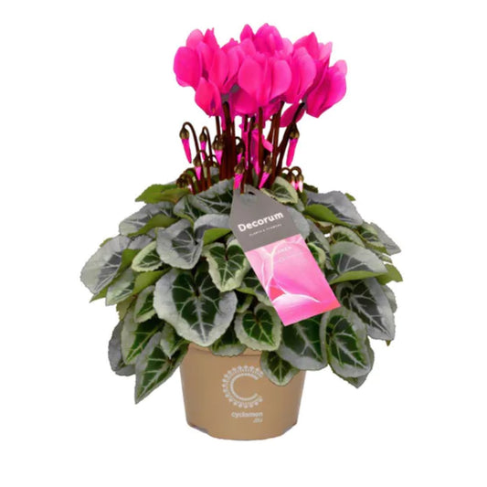 Cyclamen | Rose Pink Variegata | 