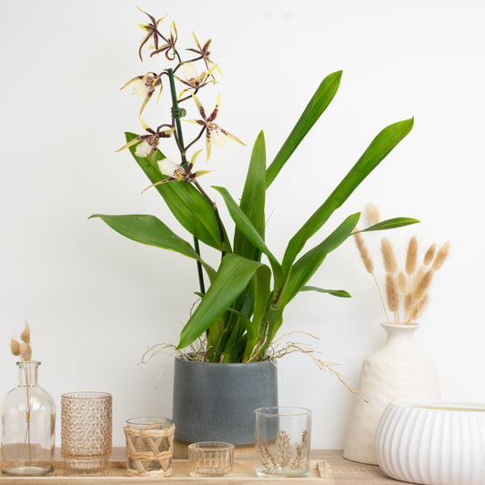 Spider Orchid | Tranquility | Perfect Plants for Under £30