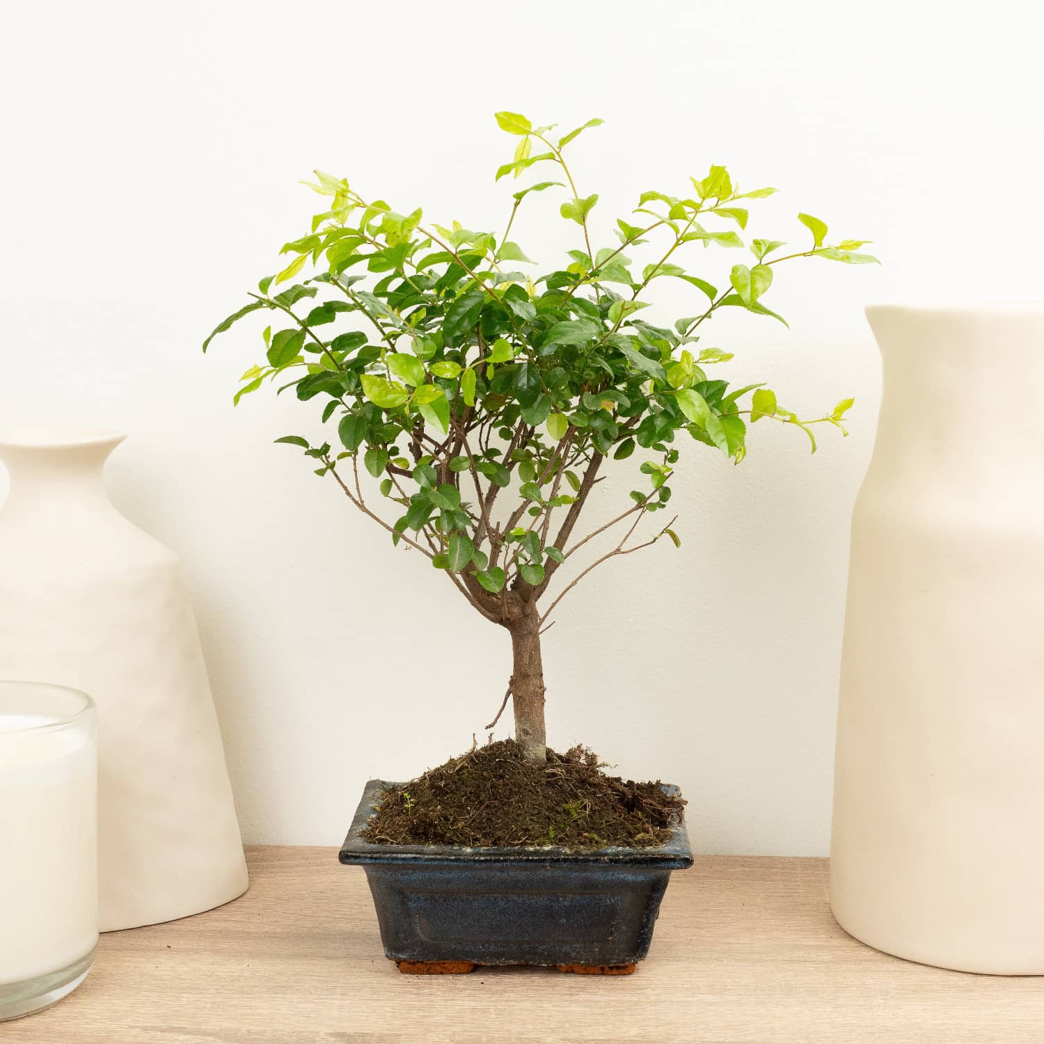 sageretia bonsai tree Sageretia | Bonsai