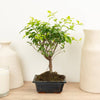A stunning Sageretia Theezans bonsai houseplant - more commonly known as the 'Chinese Sweet Plum' and 'Bird Plum' - these are great for gifting and sure to inspire with their distinct tree-like silhouette, vibrant leaves and easy care requirements! 