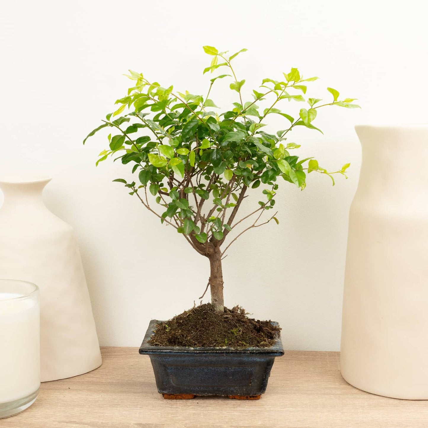 Sageretia | Bonsai