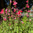Garden Plants