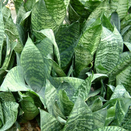 Snake Plant | Hahnii | Perfect Plants for Under £50