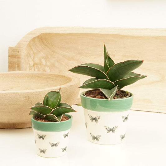 Snake Plant | Samurai Dwarf | Rare Plant | Small Plants & Tot Pots