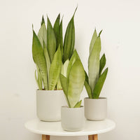 Three lovely 'Moonshine' Sansevieria Snake Plants in cosy ceramic pots - a stunning air-purifying variety that is great for beginners and sure to inspire! Available at www.houseplant.co.uk whilst stocks last.