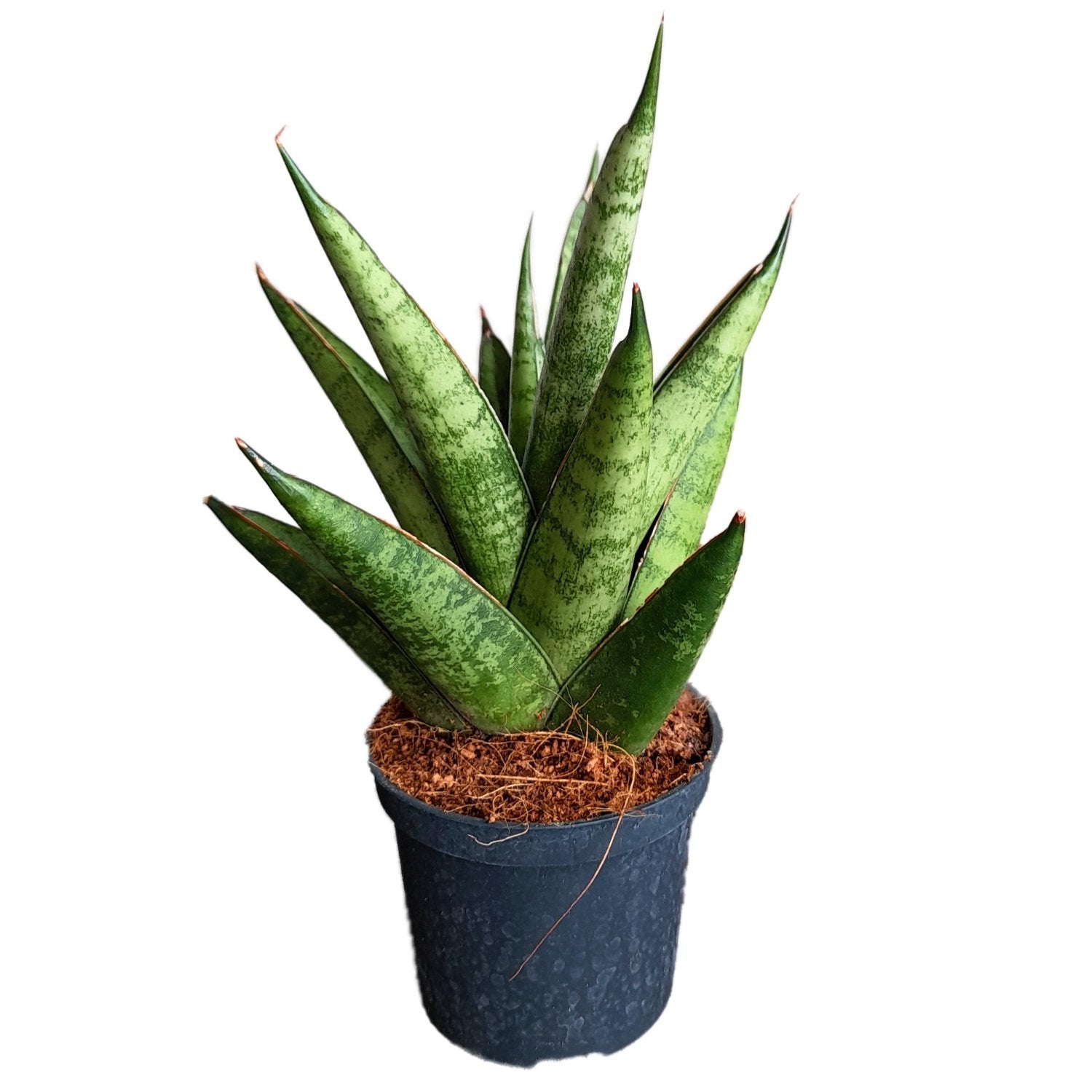 sansevieria fasciata Snake Plant