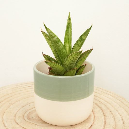 Snake Plant | Starshooter | Potted Houseplants