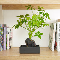 A captivating 'Umbrella on Lava' Schefflera tropical indoor houseplant - grown on a lava rock and sure to inspire at home, in the workplace & beyond! 