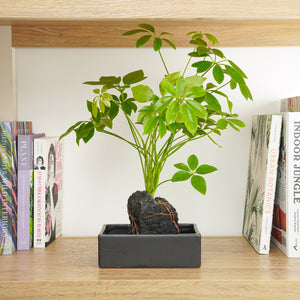 Umbrella On Lava - Indoor Plant