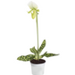 Venus Slipper Orchid | Femma
