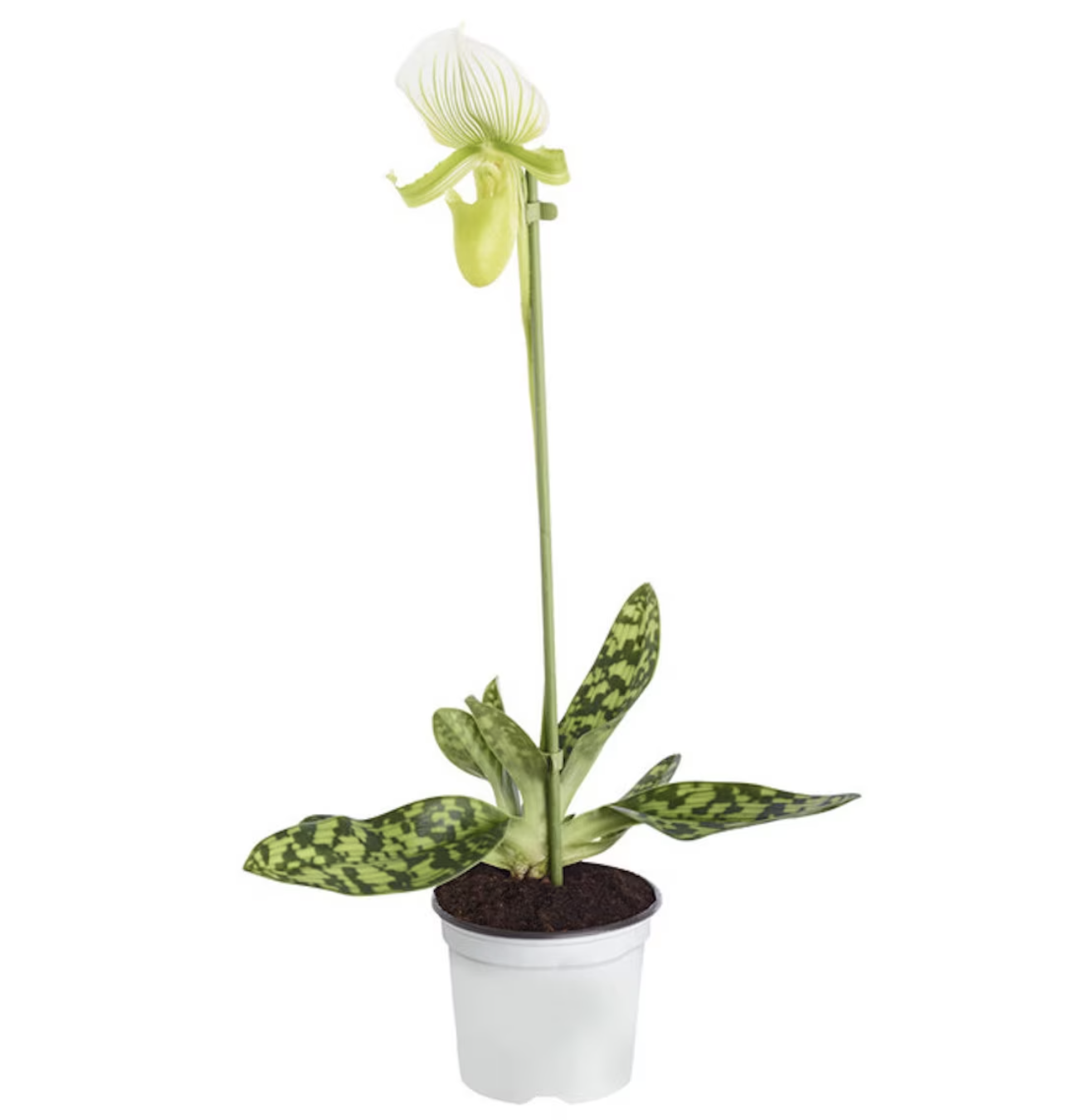 Venus Slipper Orchid | Femma