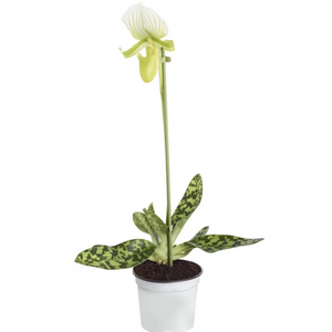 Venus Slipper Orchid | Femma - Indoor Plant