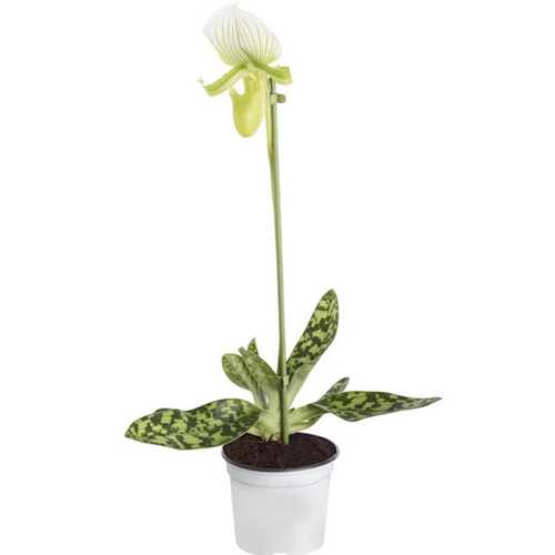 Venus Slipper Orchid | Femma