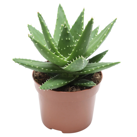 Aloe Vera | Perfoliata