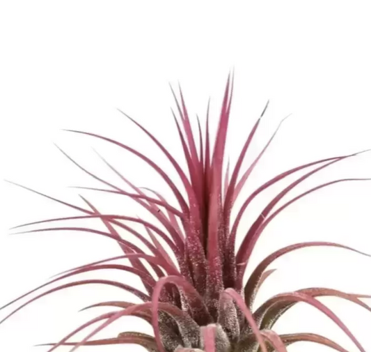 Air Plant | Red | Potted Houseplants