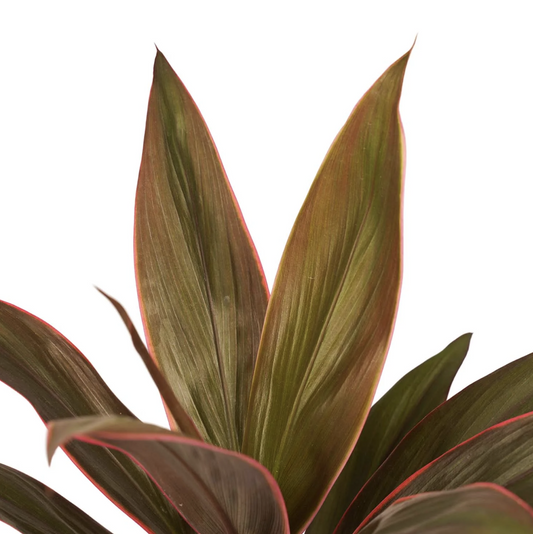 Hawaiian Ti Palm | Rumba | 
