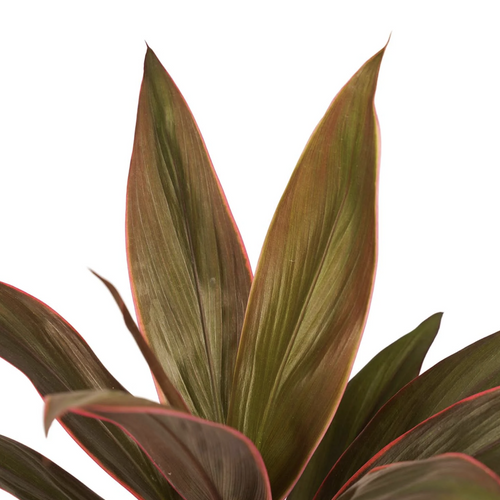 Hawaiian Ti Palm | Rumba