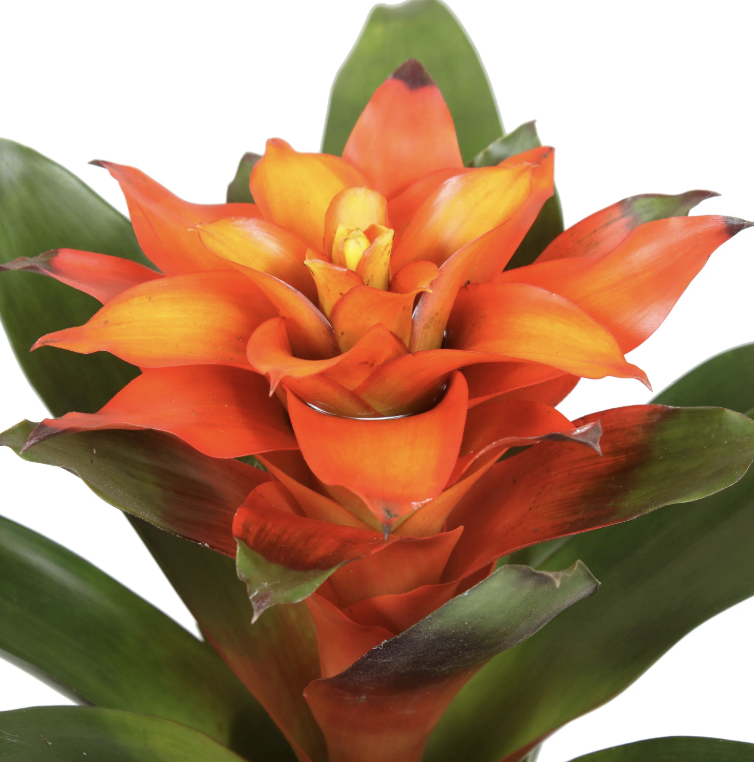 Bromeliad | Guzmania | Fiero Orange