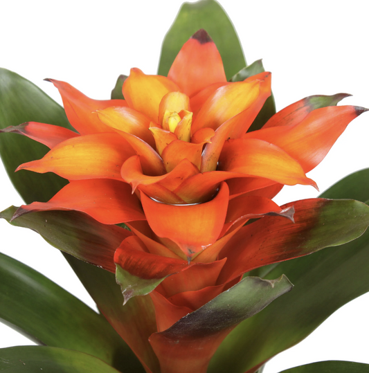 Bromeliad | Guzmania | Fiero Orange | Christmas Gifts