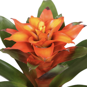 Bromeliad | Guzmania | Fiero Orange - Indoor Plant