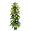 Umbrella Tree | Dalton