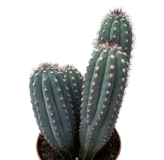 Column Cactus | Bradei