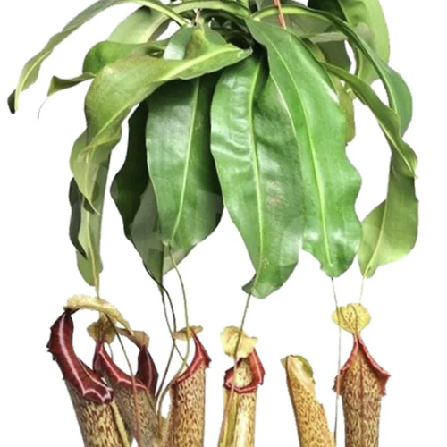 Monkey Jars | XL Miranda | Hard To Find