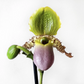 Venus Slipper Orchid | Pinocchio