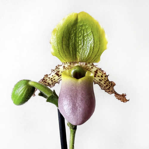Venus Slipper Orchid | Pinocchio