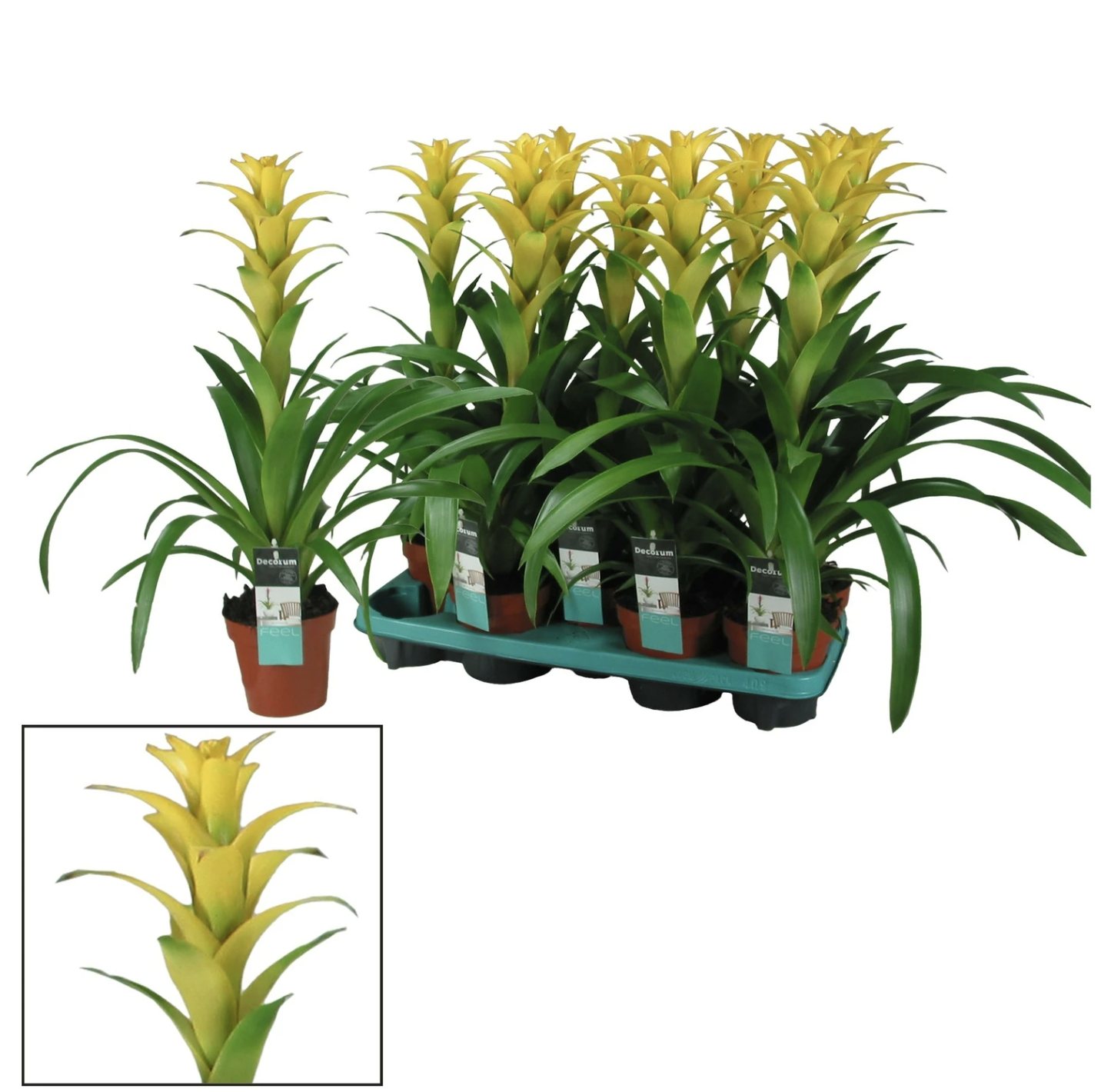 Guzmania Bromeliad | Hilda