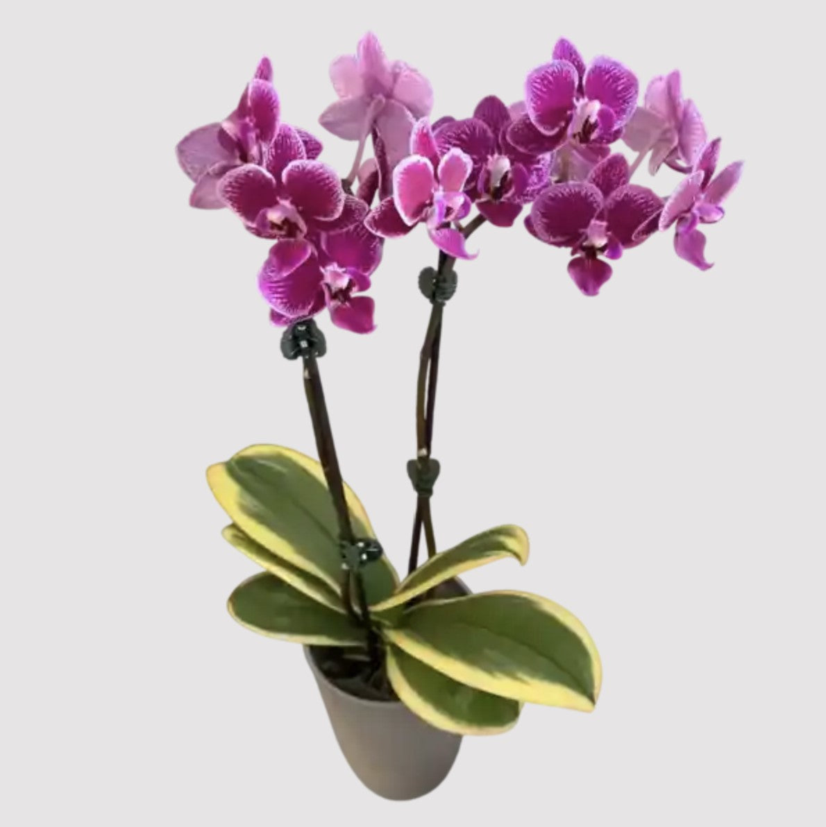 Variegated Phalaenopsis Orchid | Coffey