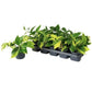 *New* Devil's Ivy | Tricolour | Golden Pothos