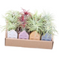 Air Plant Dutch House | Tillandsia