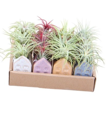 Air Plant Dutch House | Tillandsia