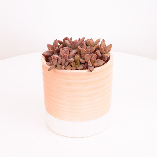 Sedum | Bordeaux | Christmas Plants & Gifts