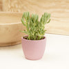 A stunning Donkey's Tail Morgan Succulent Houseplant - also known as the Sedum Morganianum. A superb plant for decorating your own spaces or gifting to others, it is sure to inspire with its easy care nature & captivating structure consisting of lengthy, fleshy rosettes. If you're looking to share some decorative inspiration, these are certainly worth a go!