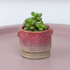 A captivating Sedum Lucidum plant with fleshy, succulent leaves sitting in a cosy red ceramic pot. 