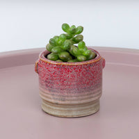 A captivating Sedum Lucidum plant with fleshy, succulent leaves sitting in a cosy red ceramic pot. 