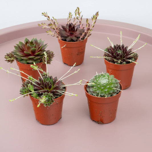 Hen & Chicks | Set Of 5 | Indoor Plants