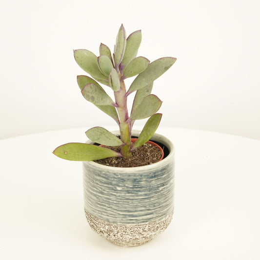 Propeller Plant | 