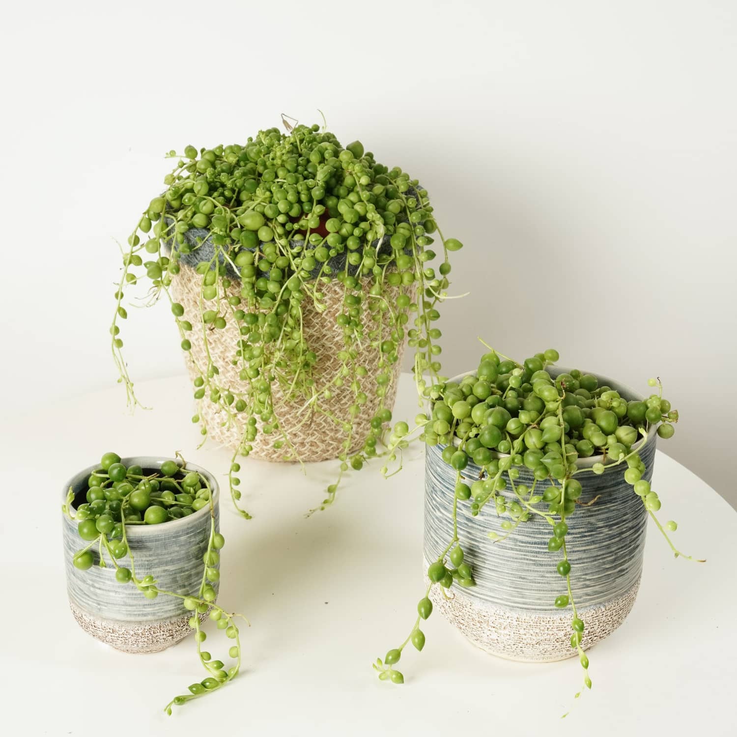 An extra large String of Pearls plant cascading over the side of its pot, showing long strands of spherical leaves.